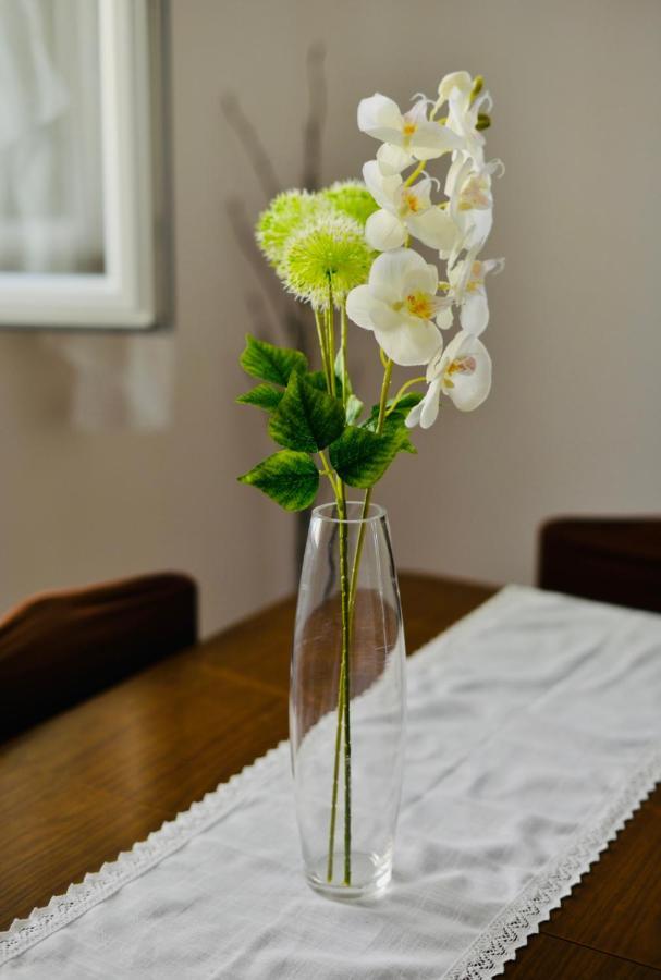 Apartment Niksa Novigrad  Exteriér fotografie